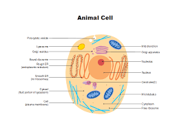 Free Animal Cell Diagram Templates