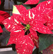 Deer antlers seem to be everywhere. How To Care For A Poinsettia So It Lasts Until Christmas Shifting Roots