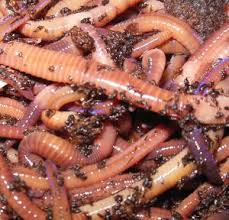 How big do's red wrigglers get? 1000 Red Wiggler Cocoons Great Lakes Wormsgreat Lakes Worms