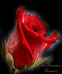 Imagenes De Rosas Rojas De Amor Con Movimiento Todo Imagenes