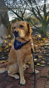 She has an expected life span of 10 to 15 years and is a very enthusiastic, devoted and happy dog. Pin Auf Schlafzimmer