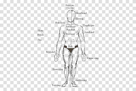Da feminine body parts female body parts. Female Body Parts Name With Picture Female Body Parts Mesopotamia Bodies Person Human Long Sleeve Transparent Png Pngset Com