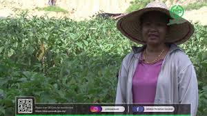 Jabatan kesihatan negeri perak jalan koo chong kong 30000 ipoh, perak darul ridzuan. Download Jabatan Pertanian Negeri Perak Kaedah Semaian Dan Tanaman N Cili Mp4 3gp Naijagreenmovies Netnaija Fzmovies