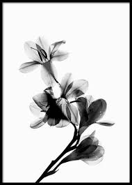 Black And White Photo Art Prints Pin By Audrey Zambrotta On Art Black And White Posters Online Wall Art Botanical Poster