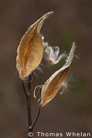 Portraits And Abstracts Plants Milkweed Pods Nature Photography Milkweed Pods Milkweed Photography Inspiration Nature