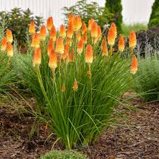 Image result for Kniphofia grantii