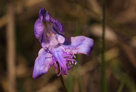 Image result for Disa baurii