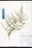 Image result for Asparagus krebsianus