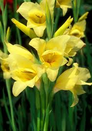 Image result for Gladiolus zambesiacus