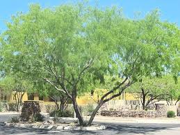 Image result for Prosopis glandulosa