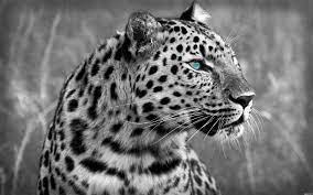 Black And White Leopard Amur Leopard Pet Birds Animals Beautiful