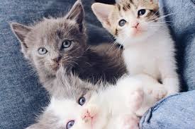 Depending on their age and personalities, you below are some guidelines and helpful tips to get your new feline friendship off to a good start, and hopefully on their way to becoming best. How To Introduce Your New Kitten To Your Cat Live Long And Pawspurr