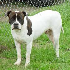 The hair coat is short, typically colored white with black, blue, buff or brown patches. Alapaha Blue Blood Bulldog Puppies For Sale From Reputable Dog Breeders