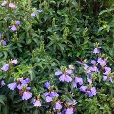 Image result for Sclerochiton hirsutus