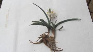 Image result for Chlorophytum subpetiolatum