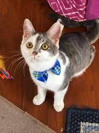Maybe you would like to learn more about one of these? Cat For Adoption Bajie A Domestic Short Hair Mix In Richmond Ky Petfinder