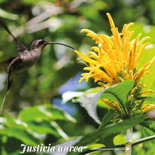 Image result for Justicia aurea