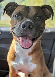 $49 adoption fee which includes spay/neuter (if applicable) no shots or testing included. Unicoi County Animal Shelter Home Facebook