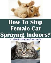 18 Delectable How To Stop Cat Spraying Female Cat Spray Male Cat Spraying Cat Repellant