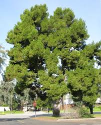 Pin On Stanford Conifers