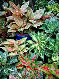 Aglaonema Hybrid Collections Variegated Plants Trees To Plant Pretty Plants
