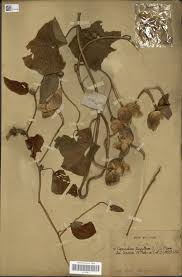 Image result for Merremia pterygocaulos