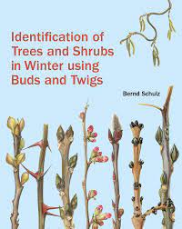 Those at the end of a twig are called terminal buds, while those growing along the twig are lateral buds. Schulz B Identification Of Trees And Shrubs In Winter Usin Amazon De Schulz Bernd Shaffer Fehre Monika Fremdsprachige Bucher