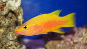 Maybe you would like to learn more about one of these? The Most Exotic Salt Water Fish Ocd Reefs