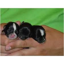 Teacup Chihuahua Teacup Chihuahua Puppies Chihuahua Puppies Chihuahua Puppies For Sale