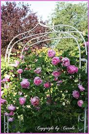 Oh My Constance Spry English Roses Beautiful Gardens David Austin Roses