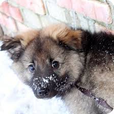 1,420 likes · 81 talking about this. Craig Co Keeshond Meet Dasher A Pet For Adoption