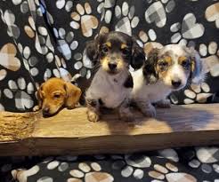 If you are looking to adopt or buy a doxie take a you will find dachshund dogs for adoption and puppies for sale under the listings here. View Ad Dachshund Litter Of Puppies For Sale Near Iowa Cedar Rapids Usa Adn 223210
