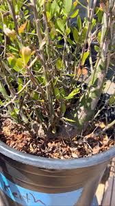 Image result for Kedrostis nana