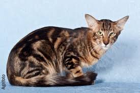 They are one of the largest domestic long hair cats reaching an adult weight of between 8 and 16 pounds. Cat Colours Black Classic Tabby