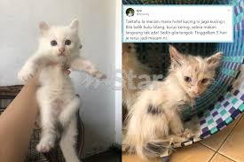 Jika anda memberikan penjagaan dan latihan yang betul semasa anak kucing masih kecil, peluang untuk menjadi kucing yang berkelakuan baik, sihat dan gembira lebih mudah. Serik Masa Hantar Montel Apabila Ambil Dah Kurus Dan Lemah Ada Seekor Lagi Struggle Untuk Hidup Tapi Saya Tak Mau Tutup Periuk Nasi Orang Viral Mstar