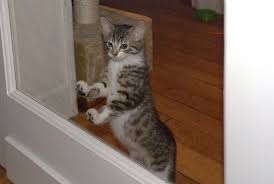 My mum's cat, for instance, will even go so. How To Prevent Your Indoor Cat From Running Out The Door