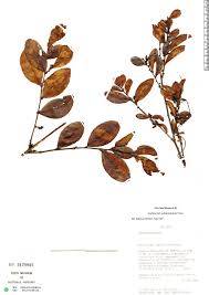 Image result for Erythroxylaceae