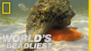 Hermit Crab vs. Conch | World's Deadliest - YouTube