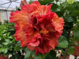 Image result for Hibiscus kirkii