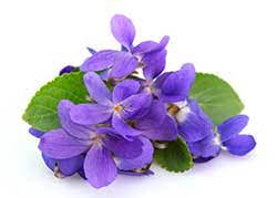 Uses of colour violet in rainbow in hindi. Hindi Translation Of Violet Collins English Hindi Dictionary