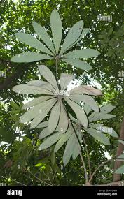 Image result for Actinodaphne