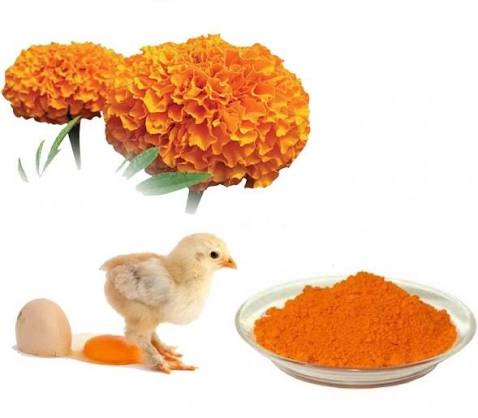 Marigold Powder for Poultry Egg Quality - News - HJHERB BIOTECH