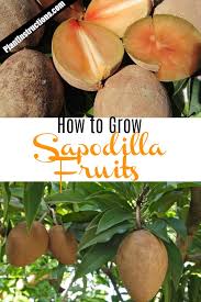 The fruit has a high tanning substance, to stop diarrhea, the raw fruit is boiled and the decoction is consumed. How To Grow Sapodilla Aka Chico Fruit Plant Instructions