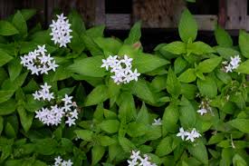 Image result for Pentas herbacea