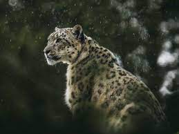 Adopt a Snow Leopard - Tax Deductible Donation - WWF-Australia, Adopt a Snow  Leopard