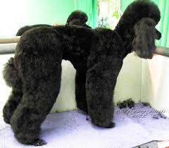 Pet Grooming The Good The Bad The Furry No Poodle Look