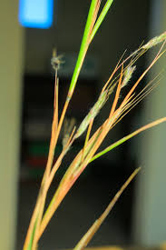 Image result for Hyperthelia dissoluta