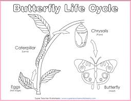 life cycle of a butterfly diagram