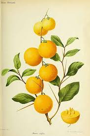 Image result for Dovyalis lucida