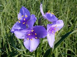 Collection by binniegreen • last updated 4 weeks ago. Kansas Wildflowers And Grasses